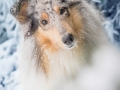 Hundemaedchen_Langhaarcollie_Amerikanisher_Collie_Gaia_Blue_Merle_Winter_Schnee_Lassie_Huendin (3)