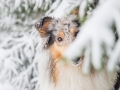 Hundemaedchen_Langhaarcollie_Amerikanisher_Collie_Gaia_Blue_Merle_Winter_Schnee_Lassie_Huendin (5)