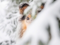 Hundemaedchen_Langhaarcollie_Amerikanisher_Collie_Gaia_Blue_Merle_Winter_Schnee_Lassie_Huendin (9)