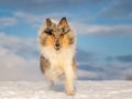 Hundemaechen_Gaia_Langhaarcollie_Collie_Rough_blue_merle_Winter__Schnee (10)