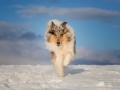 Hundemaechen_Gaia_Langhaarcollie_Collie_Rough_blue_merle_Winter__Schnee (11)