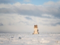 Hundemaechen_Gaia_Langhaarcollie_Collie_Rough_blue_merle_Winter__Schnee (3)