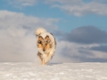 Hundemaechen_Gaia_Langhaarcollie_Collie_Rough_blue_merle_Winter__Schnee (7)