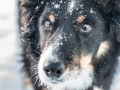 Hundemaechen_Maggy_Border_Collie_Mix_hundefotografie_Border_mischling_Winter__Schnee (1)