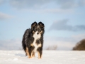 Hundemaechen_Maggy_Border_Collie_Mix_hundefotografie_Border_mischling_Winter__Schnee (11)