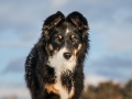 Hundemaechen_Maggy_Border_Collie_Mix_hundefotografie_Border_mischling_Winter__Schnee (12)