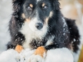 Hundemaechen_Maggy_Border_Collie_Mix_hundefotografie_Border_mischling_Winter__Schnee (15)