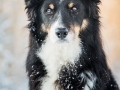 Hundemaechen_Maggy_Border_Collie_Mix_hundefotografie_Border_mischling_Winter__Schnee (16)