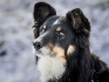 Hundemaechen_Maggy_Border_Collie_Mix_hundefotografie_Border_mischling_Winter__Schnee (17)