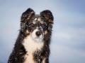 Hundemaechen_Maggy_Border_Collie_Mix_hundefotografie_Border_mischling_Winter__Schnee (3)