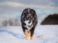 Hundemaechen_Maggy_Border_Collie_Mix_hundefotografie_Border_mischling_Winter__Schnee (6)