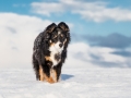 Hundemaechen_Maggy_Border_Collie_Mix_hundefotografie_Border_mischling_Winter__Schnee (8)