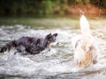 hundefotografie_tierfotografie_Marburg_Hunde_Fotograf_Hemlep_Hunde_Maggy_Border_Collie_Mischling_Gaia_Langhaarcollie_tricolor_blue_merle (1)