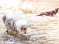 hundefotografie_tierfotografie_Marburg_Hunde_Fotograf_Hemlep_Hunde_Maggy_Border_Collie_Mischling_Gaia_Langhaarcollie_tricolor_blue_merle (11)