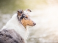 hundefotografie_tierfotografie_Marburg_Hunde_Fotograf_Hemlep_Hunde_Maggy_Border_Collie_Mischling_Gaia_Langhaarcollie_tricolor_blue_merle (13)