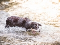 hundefotografie_tierfotografie_Marburg_Hunde_Fotograf_Hemlep_Hunde_Maggy_Border_Collie_Mischling_Gaia_Langhaarcollie_tricolor_blue_merle (15)