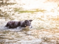 hundefotografie_tierfotografie_Marburg_Hunde_Fotograf_Hemlep_Hunde_Maggy_Border_Collie_Mischling_Gaia_Langhaarcollie_tricolor_blue_merle (20)