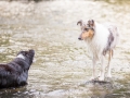 hundefotografie_tierfotografie_Marburg_Hunde_Fotograf_Hemlep_Hunde_Maggy_Border_Collie_Mischling_Gaia_Langhaarcollie_tricolor_blue_merle (22)