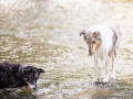 hundefotografie_tierfotografie_Marburg_Hunde_Fotograf_Hemlep_Hunde_Maggy_Border_Collie_Mischling_Gaia_Langhaarcollie_tricolor_blue_merle (24)