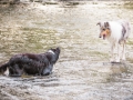 hundefotografie_tierfotografie_Marburg_Hunde_Fotograf_Hemlep_Hunde_Maggy_Border_Collie_Mischling_Gaia_Langhaarcollie_tricolor_blue_merle (26)