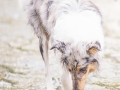 hundefotografie_tierfotografie_Marburg_Hunde_Fotograf_Hemlep_Hunde_Maggy_Border_Collie_Mischling_Gaia_Langhaarcollie_tricolor_blue_merle (28)