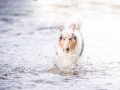 hundefotografie_tierfotografie_Marburg_Hunde_Fotograf_Hemlep_Hunde_Maggy_Border_Collie_Mischling_Gaia_Langhaarcollie_tricolor_blue_merle (3)