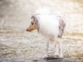 hundefotografie_tierfotografie_Marburg_Hunde_Fotograf_Hemlep_Hunde_Maggy_Border_Collie_Mischling_Gaia_Langhaarcollie_tricolor_blue_merle (30)