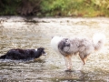 hundefotografie_tierfotografie_Marburg_Hunde_Fotograf_Hemlep_Hunde_Maggy_Border_Collie_Mischling_Gaia_Langhaarcollie_tricolor_blue_merle (32)