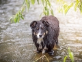hundefotografie_tierfotografie_Marburg_Hunde_Fotograf_Hemlep_Hunde_Maggy_Border_Collie_Mischling_Gaia_Langhaarcollie_tricolor_blue_merle (34)