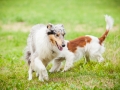 Hundemaedchen_Agility_Training_PSSV_Marburg_Ebsdorfergrund (136)