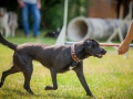 Hundemaedchen_Agility_Training_PSSV_Marburg_Ebsdorfergrund (22)