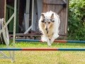 Hundemaedchen_Agility_Training_PSSV_Marburg_Ebsdorfergrund (65)