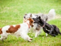 Hundemaedchen_Agility_Training_PSSV_Marburg_Ebsdorfergrund (97)