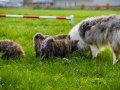 Akita_Inu_Hund_Welpe_puppy_Marburg_Langhaarcollie_blue_merle_Greyhound_Border_Collie_Mischling_Wiese_Gaia_Maggy_Basima_Bella_Baby (1)