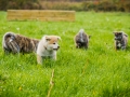 Akita_Inu_Hund_Welpe_puppy_Marburg_Langhaarcollie_blue_merle_Greyhound_Border_Collie_Mischling_Wiese_Gaia_Maggy_Basima_Bella_Baby (11)