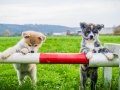 Akita_Inu_Hund_Welpe_puppy_Marburg_Langhaarcollie_blue_merle_Greyhound_Border_Collie_Mischling_Wiese_Gaia_Maggy_Basima_Bella_Baby (118)