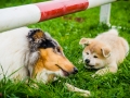 Akita_Inu_Hund_Welpe_puppy_Marburg_Langhaarcollie_blue_merle_Greyhound_Border_Collie_Mischling_Wiese_Gaia_Maggy_Basima_Bella_Baby (123)