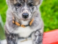 Akita_Inu_Hund_Welpe_puppy_Marburg_Langhaarcollie_blue_merle_Greyhound_Border_Collie_Mischling_Wiese_Gaia_Maggy_Basima_Bella_Baby (126)