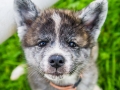 Akita_Inu_Hund_Welpe_puppy_Marburg_Langhaarcollie_blue_merle_Greyhound_Border_Collie_Mischling_Wiese_Gaia_Maggy_Basima_Bella_Baby (129)