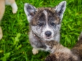 Akita_Inu_Hund_Welpe_puppy_Marburg_Langhaarcollie_blue_merle_Greyhound_Border_Collie_Mischling_Wiese_Gaia_Maggy_Basima_Bella_Baby (130)