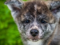 Akita_Inu_Hund_Welpe_puppy_Marburg_Langhaarcollie_blue_merle_Greyhound_Border_Collie_Mischling_Wiese_Gaia_Maggy_Basima_Bella_Baby (131)