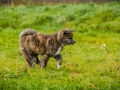 Akita_Inu_Hund_Welpe_puppy_Marburg_Langhaarcollie_blue_merle_Greyhound_Border_Collie_Mischling_Wiese_Gaia_Maggy_Basima_Bella_Baby (15)