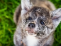 Akita_Inu_Hund_Welpe_puppy_Marburg_Langhaarcollie_blue_merle_Greyhound_Border_Collie_Mischling_Wiese_Gaia_Maggy_Basima_Bella_Baby (16)