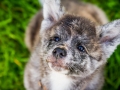 Akita_Inu_Hund_Welpe_puppy_Marburg_Langhaarcollie_blue_merle_Greyhound_Border_Collie_Mischling_Wiese_Gaia_Maggy_Basima_Bella_Baby (17)