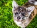 Akita_Inu_Hund_Welpe_puppy_Marburg_Langhaarcollie_blue_merle_Greyhound_Border_Collie_Mischling_Wiese_Gaia_Maggy_Basima_Bella_Baby (18)