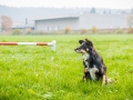 Akita_Inu_Hund_Welpe_puppy_Marburg_Langhaarcollie_blue_merle_Greyhound_Border_Collie_Mischling_Wiese_Gaia_Maggy_Basima_Bella_Baby (2)