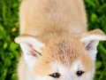 Akita_Inu_Hund_Welpe_puppy_Marburg_Langhaarcollie_blue_merle_Greyhound_Border_Collie_Mischling_Wiese_Gaia_Maggy_Basima_Bella_Baby (20)