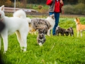 Akita_Inu_Hund_Welpe_puppy_Marburg_Langhaarcollie_blue_merle_Greyhound_Border_Collie_Mischling_Wiese_Gaia_Maggy_Basima_Bella_Baby (23)