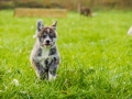 Akita_Inu_Hund_Welpe_puppy_Marburg_Langhaarcollie_blue_merle_Greyhound_Border_Collie_Mischling_Wiese_Gaia_Maggy_Basima_Bella_Baby (27)