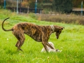 Akita_Inu_Hund_Welpe_puppy_Marburg_Langhaarcollie_blue_merle_Greyhound_Border_Collie_Mischling_Wiese_Gaia_Maggy_Basima_Bella_Baby (30)